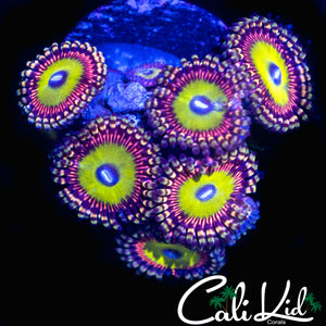CAR ZOA MINI COLONY