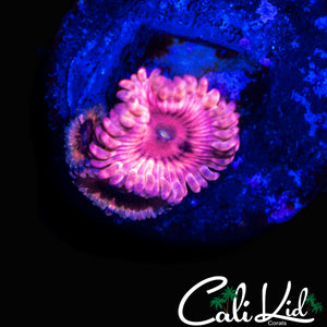 CK PINK SHATTER ZOA TRIPLE