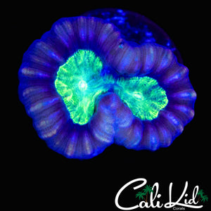 PURPLE RIM CANDY CANE DOUBLE