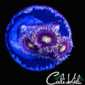 CK ANTI MATTER ZOA QUAD