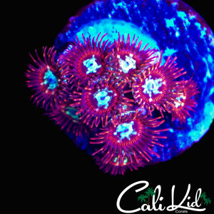 CK SPOTIFY ZOA MINI COLONY