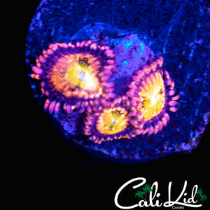 CK CHERRY BLOSSOM ZOA TRIPLE