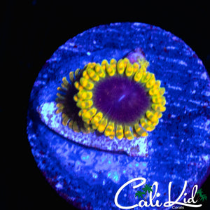 MEOSPHERE ZOA DOUBLE