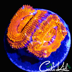 ULTRA RAINBOW ACAN DOUBLE