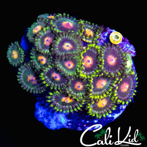 ASSORTED ZOA COLONY
