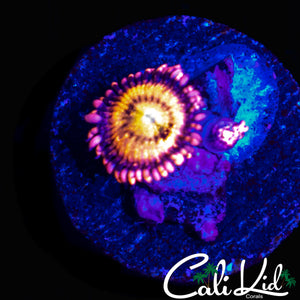 CK CHERRY BLOSSOM ZOA DOUBLE