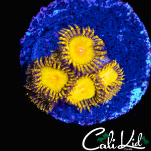 CK UNRELEASED ZOA MINI COLONY