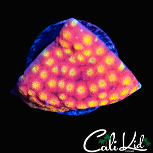 RAINBOW RIM CYPHASTREA
