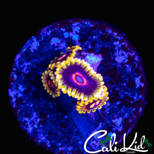 MINDTRICK ZOA QUAD