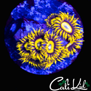 BULLSEYE ZOA MINI COLONY