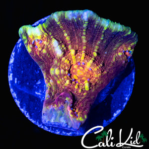 CK UNRELASED CHALICE