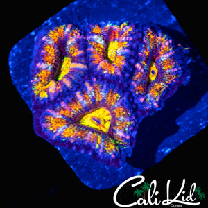 CK MINDFREAK ACAN QUAD