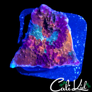 ULTRA RAINBOW SWIRL CHALICE