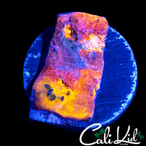 CK BOMB BOMB CHALICE 2.0