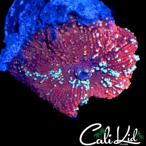 RED DEVIL MUSHROOM