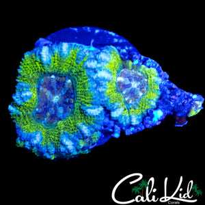 RARE ASIAN ACAN DOUBLE