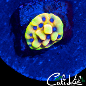 CK PEYOTRE DREAMS MONTI