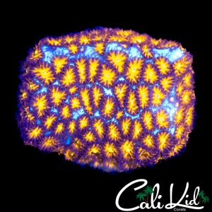 GOLDEN LEPTASTREA