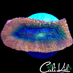 CK GOLDEN JAWBREAKER BOWERBANKI