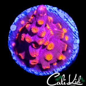 CK BRANCHING CYPHASTREA