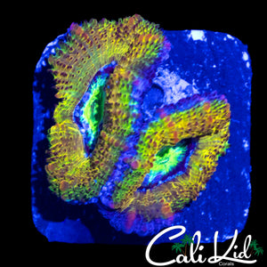 CK THE KUSH ACAN DOUBLE