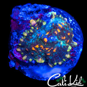 MYSTERY RAINBOW MUSHROOM
