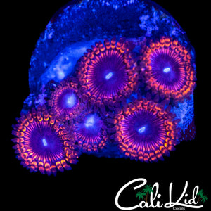 ASSORTED ZOA MINI COLONY