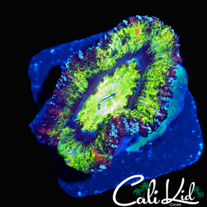 RAINBOW SPECKLED ACAN LORD
