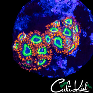 FRUITLOOPS ZOA COLONY