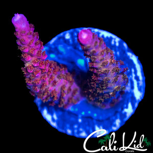 GRAFTED PC RAINBOW ACRO
