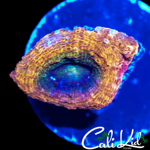 CK GOLDEN JAWBREAKER BOWER