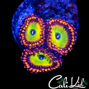 CAR ZOA TRIPLE