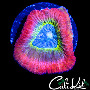 RARE RAINBOW FAVIA