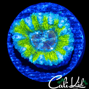 RARE ASIAN ACAN
