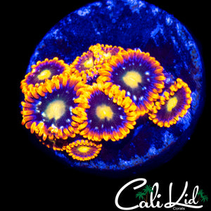 ASSORTED ZOA MINI COLONY