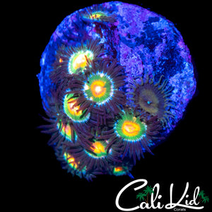 ASSORTED ZOA MINI COLONY