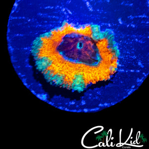 CK MANGO TANGO ACAN