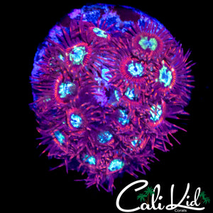 CK SPOTIFY ZOA MINI COLONY