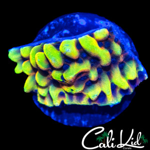 CK PEYOTRE DREAMS MONTI
