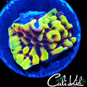 CK PEYOTRE DREAMS MONTI