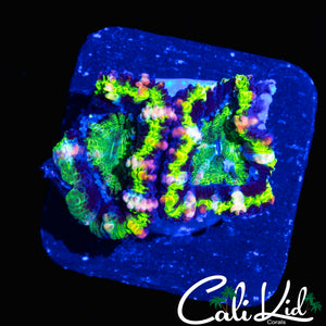 PINK SLICE ACAN DOUBLE