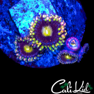 CK ANTI MATTER ZOA MINI COLONY