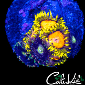 HIGH END ASSORTED ZOA MINI COLONY