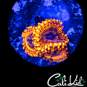 MYSTERY ZOA TRIPLE