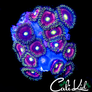 ULTRA RAINBOW PALY COLONY