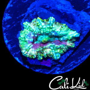 RAINBOW WARTSKIN MUSHROOM