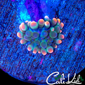 RAINBOW BUBBLE YUMA BABY
