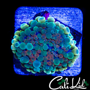 "BIG BUBBLES" BUBBLE YUMA
