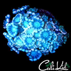 GHOST ALVEOPORA