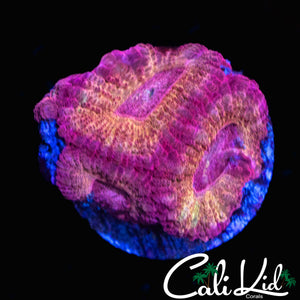 RARE PINK ASIAN ACAN QUAD